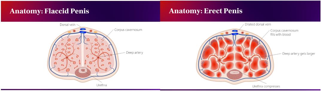 Anatomy of flaccid and erect penis